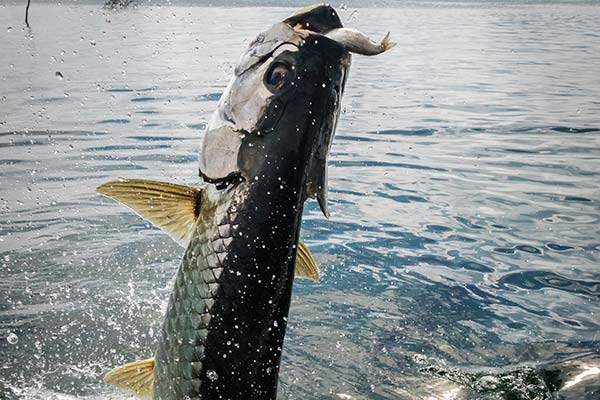 Full Day Tarpon Fishing Charter