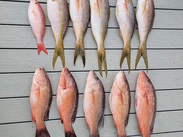 Fish caught on full-day trip