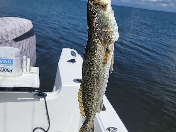 Spotted sea trout 