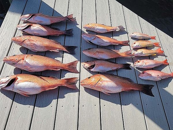 Fish caught on full-day trip on dock