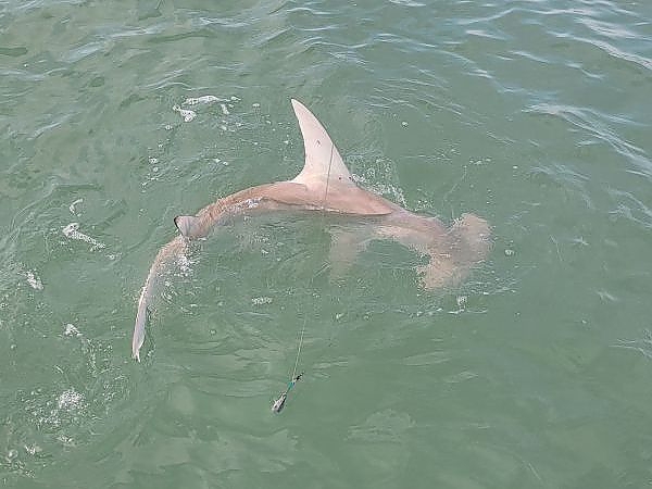 Shark on